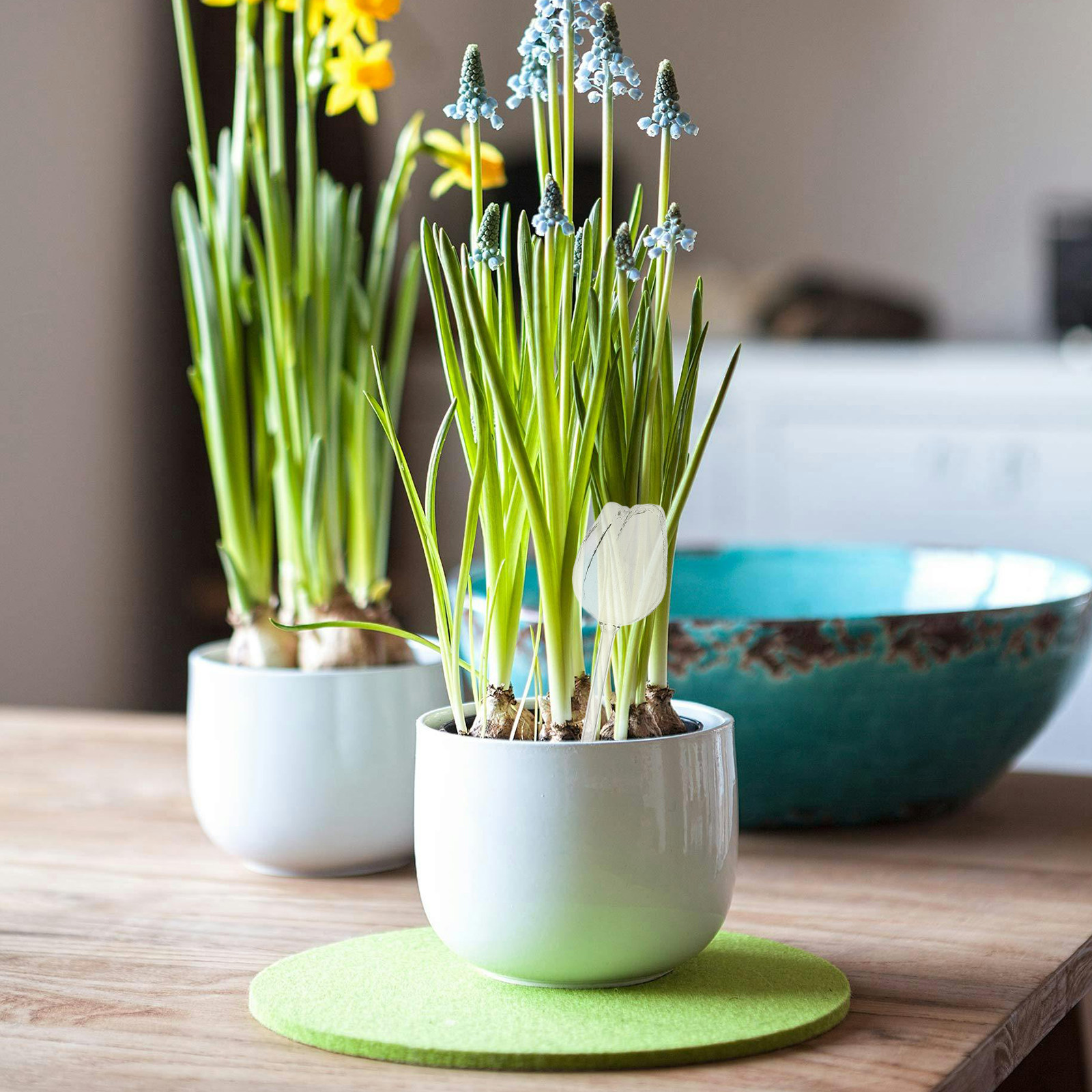 قطعتان من كرات الري الفاخرة ال - مراجعة Self Watering Planter وسعره